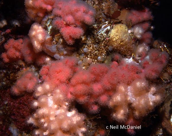 Photo of Alcyonium sp. by <a href="http://www.seastarsofthepacificnorthwest.info/">Neil McDaniel</a>
